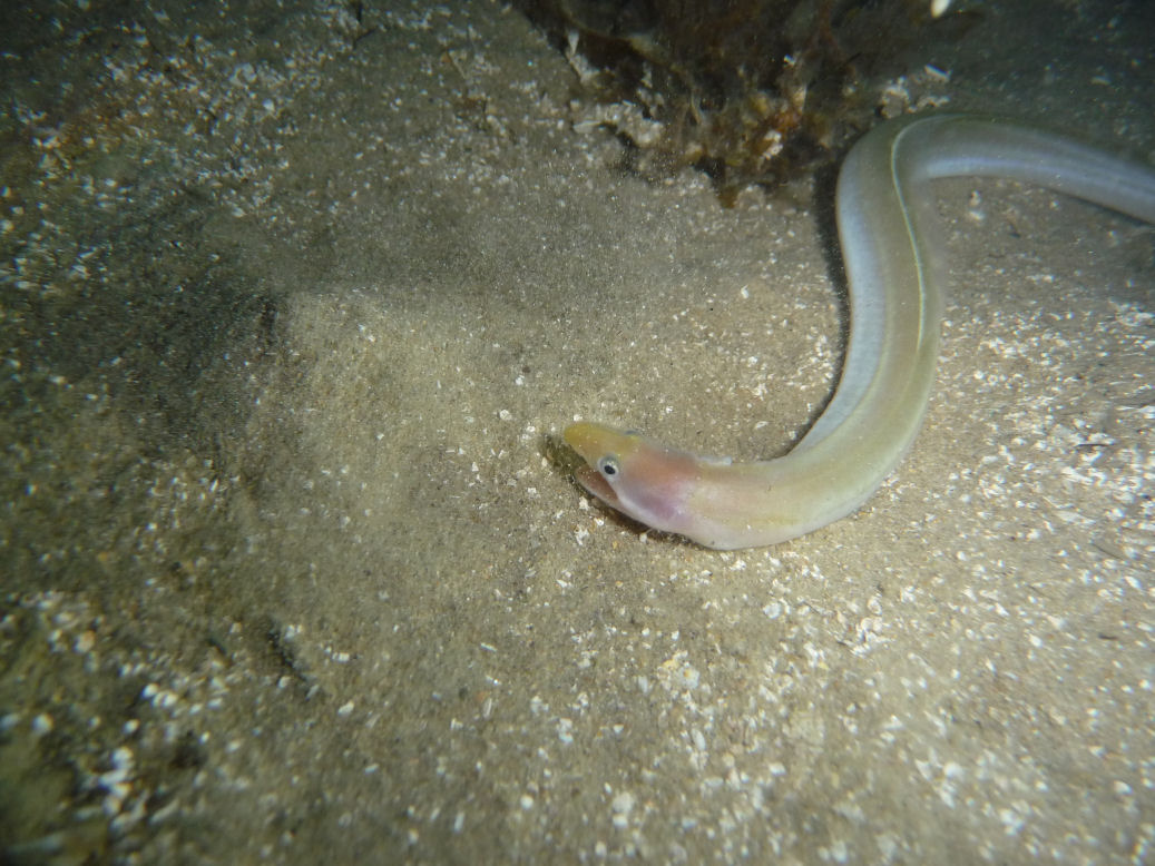 Muraenichthys breviceps (Short Head Worm Eel)