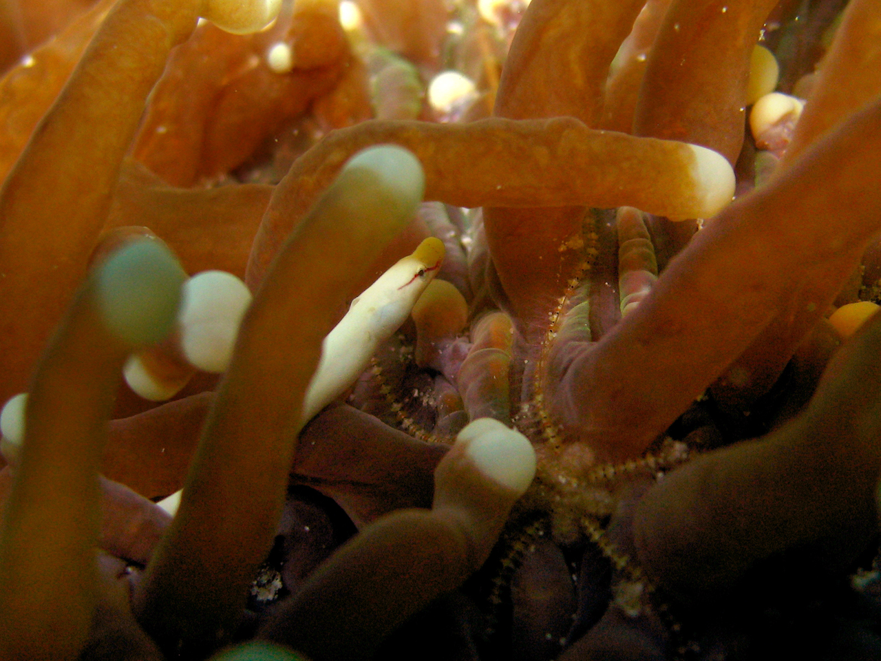 Mushroom coral pipefish