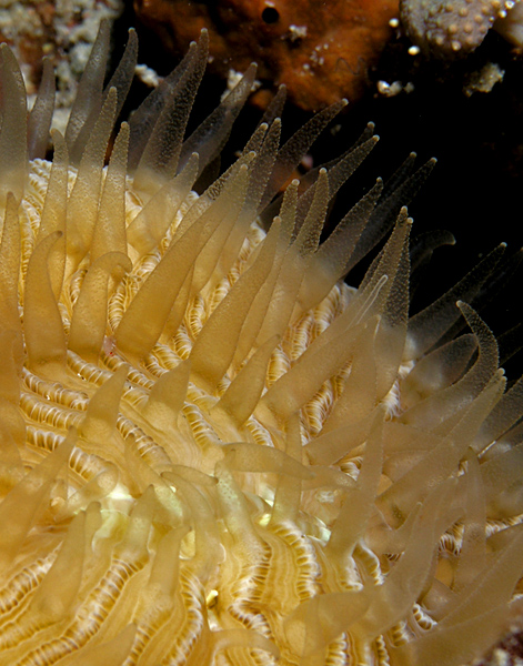 Mushroom Coral Polyps at Night