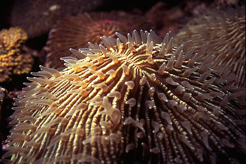 Mushroom coral