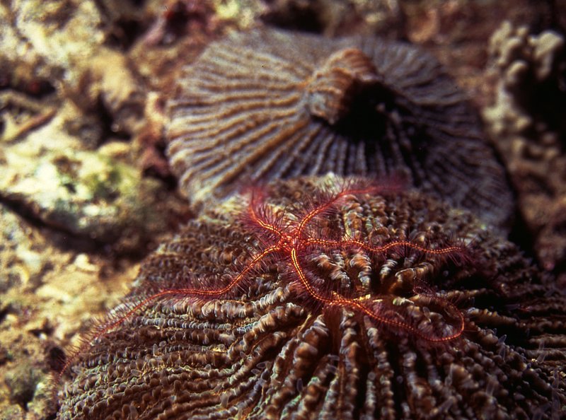 Mushroom coral