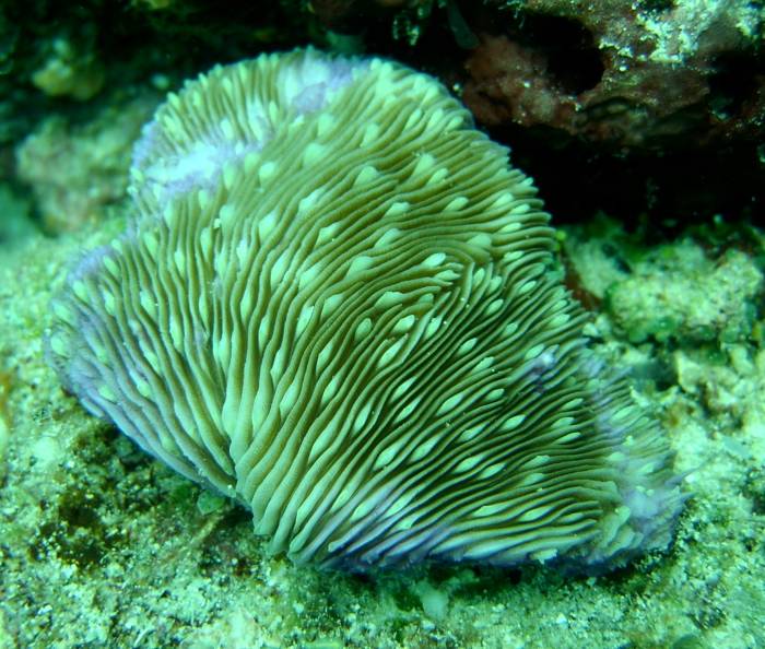 Mushroom Coral