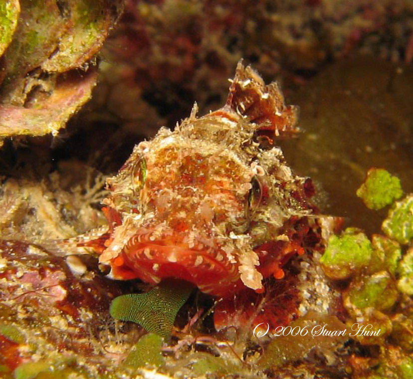 mushroom scorpionfish