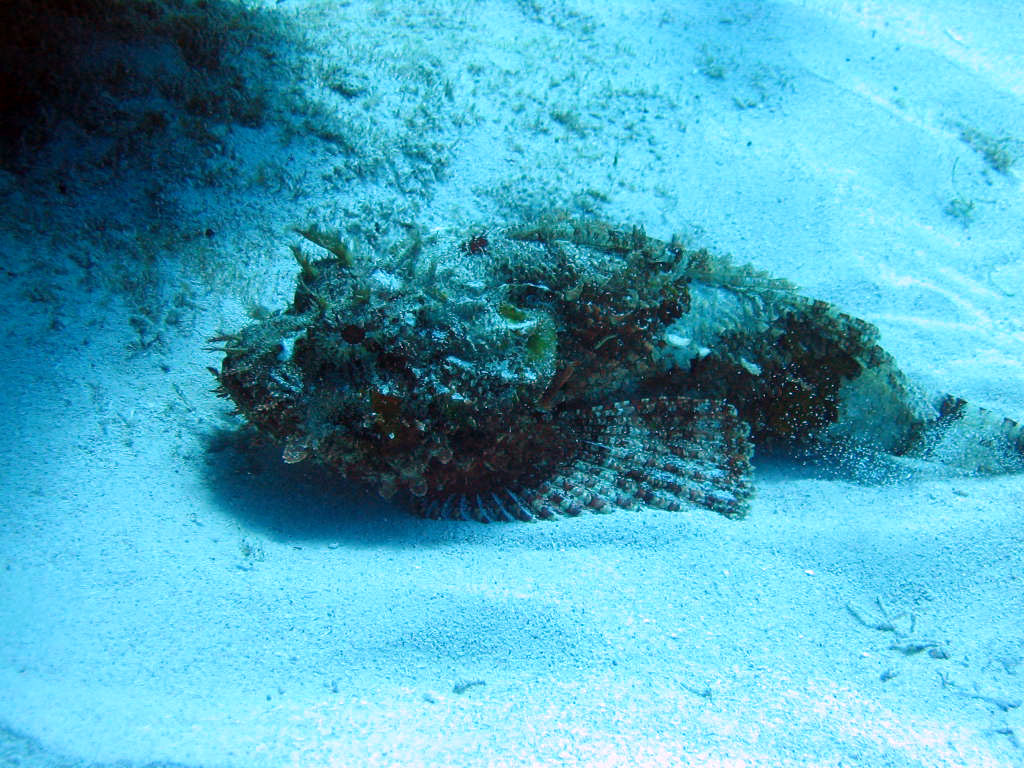 Mushroom Scorpionfish3_3