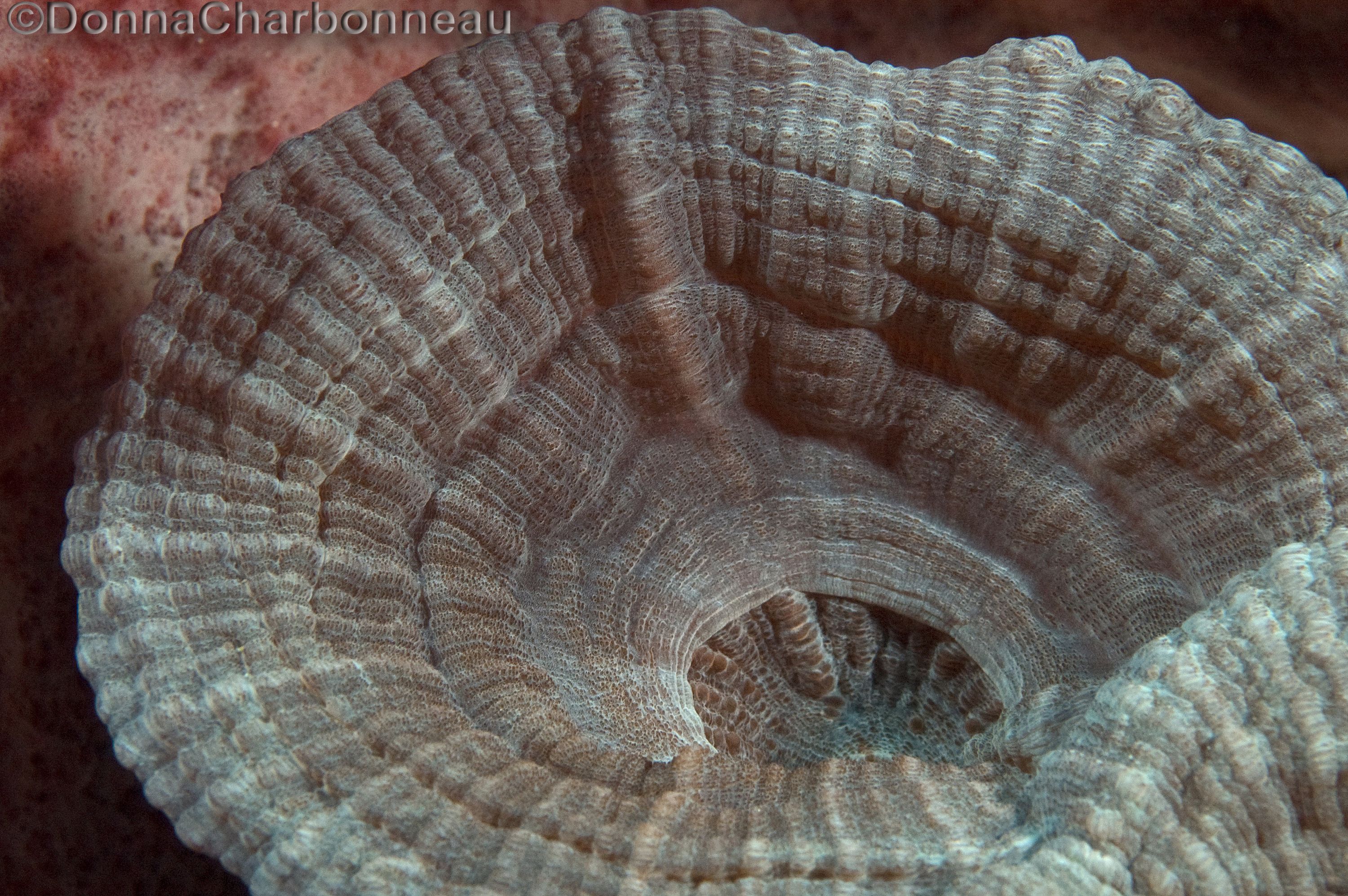 Mushroom soft coral close-up