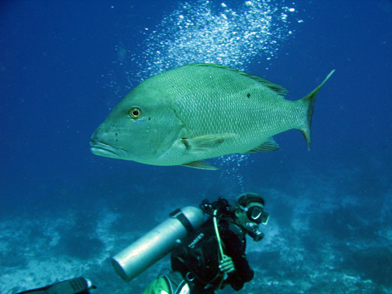 Mutton Snapper and Gerarado