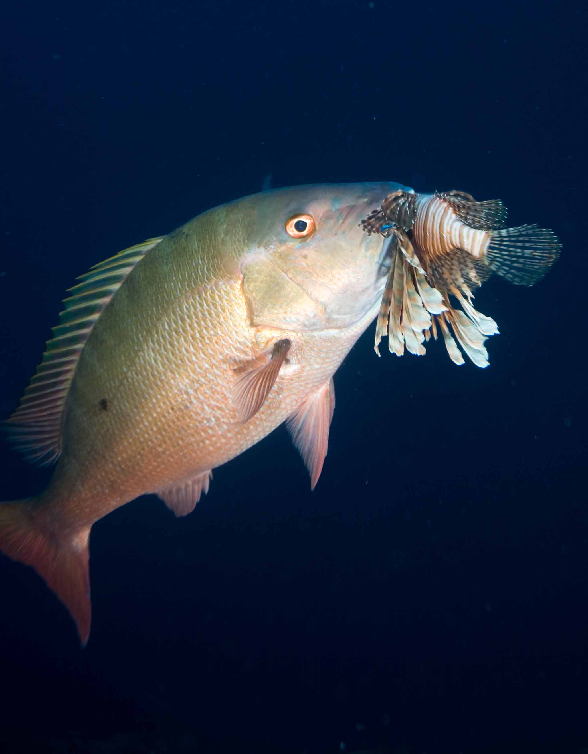 Mutton snapper eating lionfish