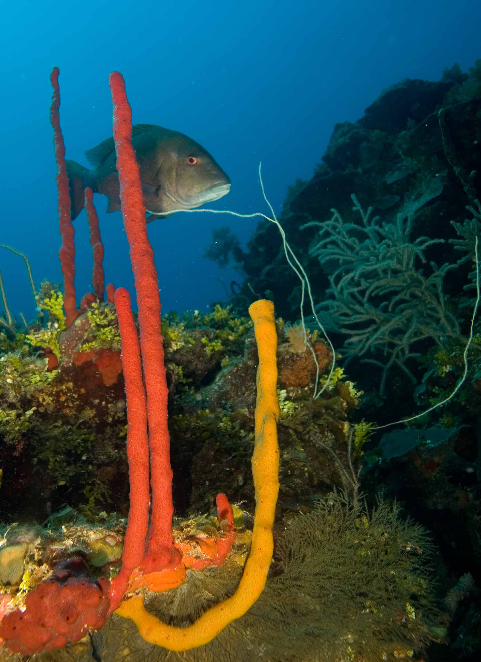 Mutton snapper sneaking into the shot