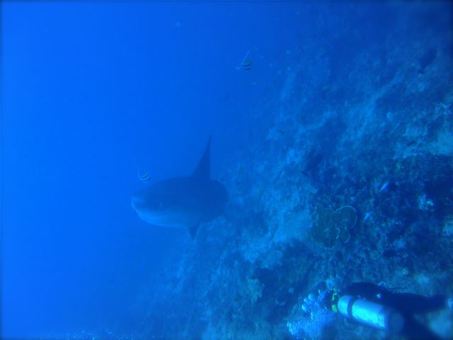 MY BEST OF SCUBA - BALI