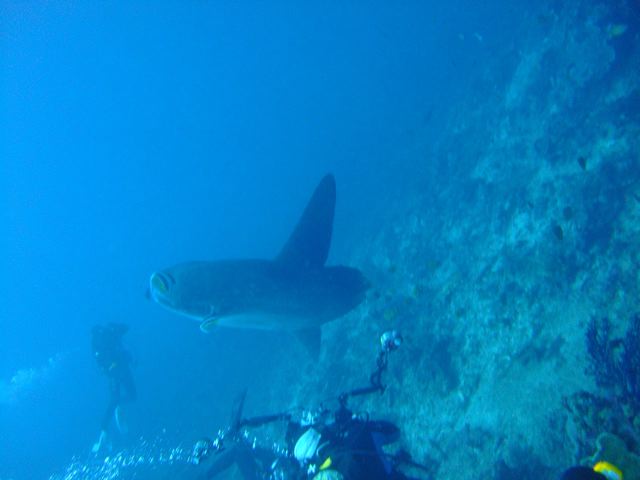 MY BEST OF SCUBA - BALI