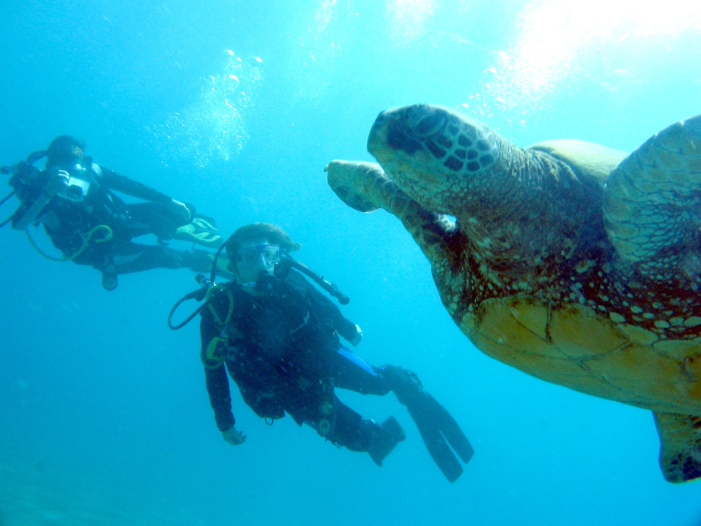 My dive babes with turtle | ScubaBoard