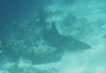 My first shark encounter