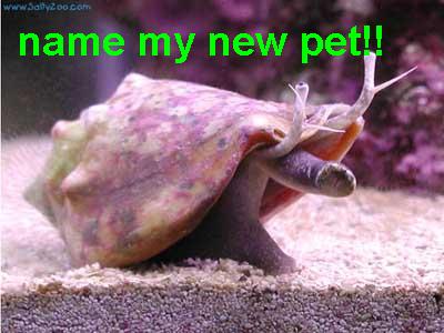 my pet florida fighting conch