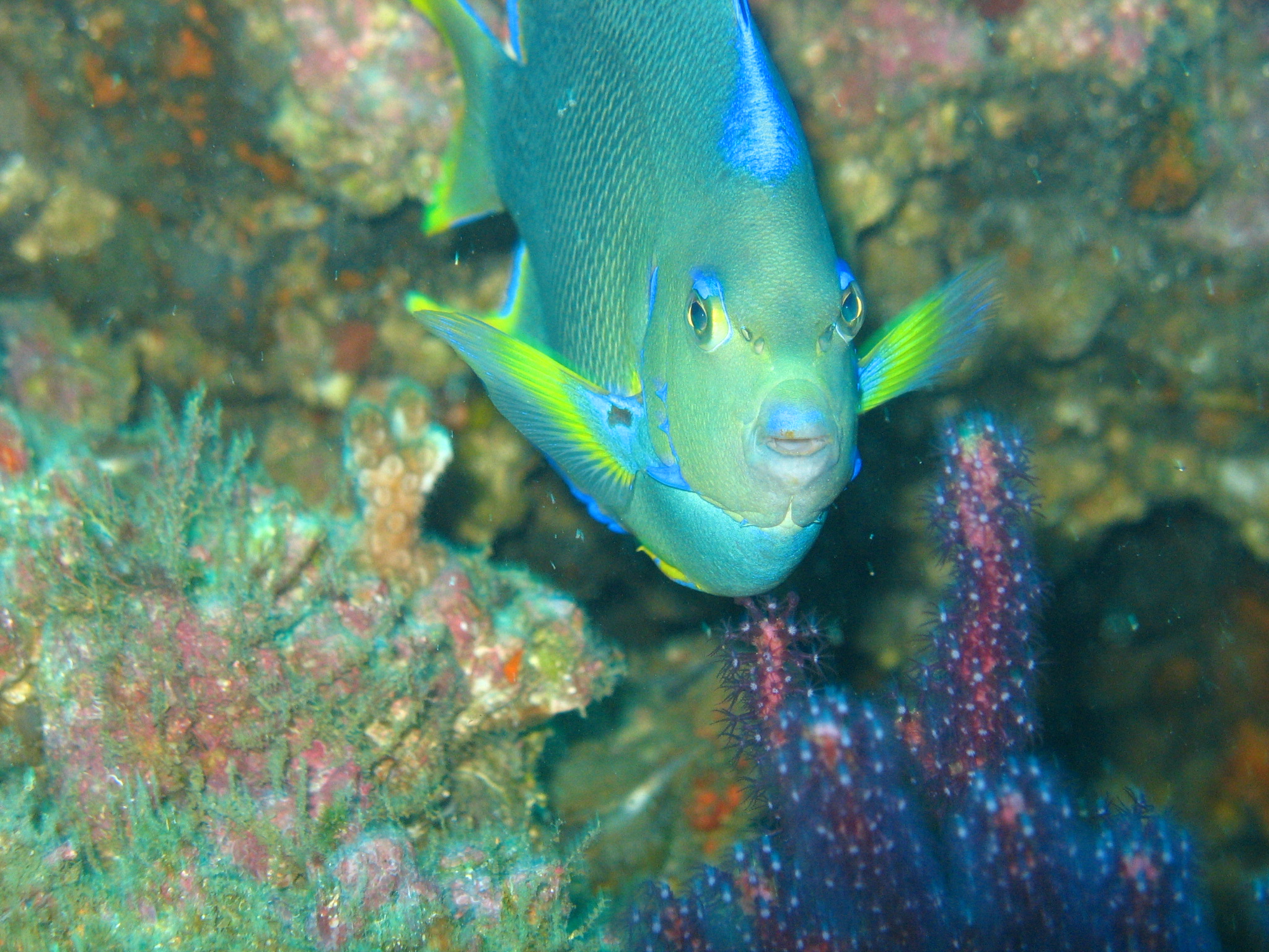 Myrtle beach scuba