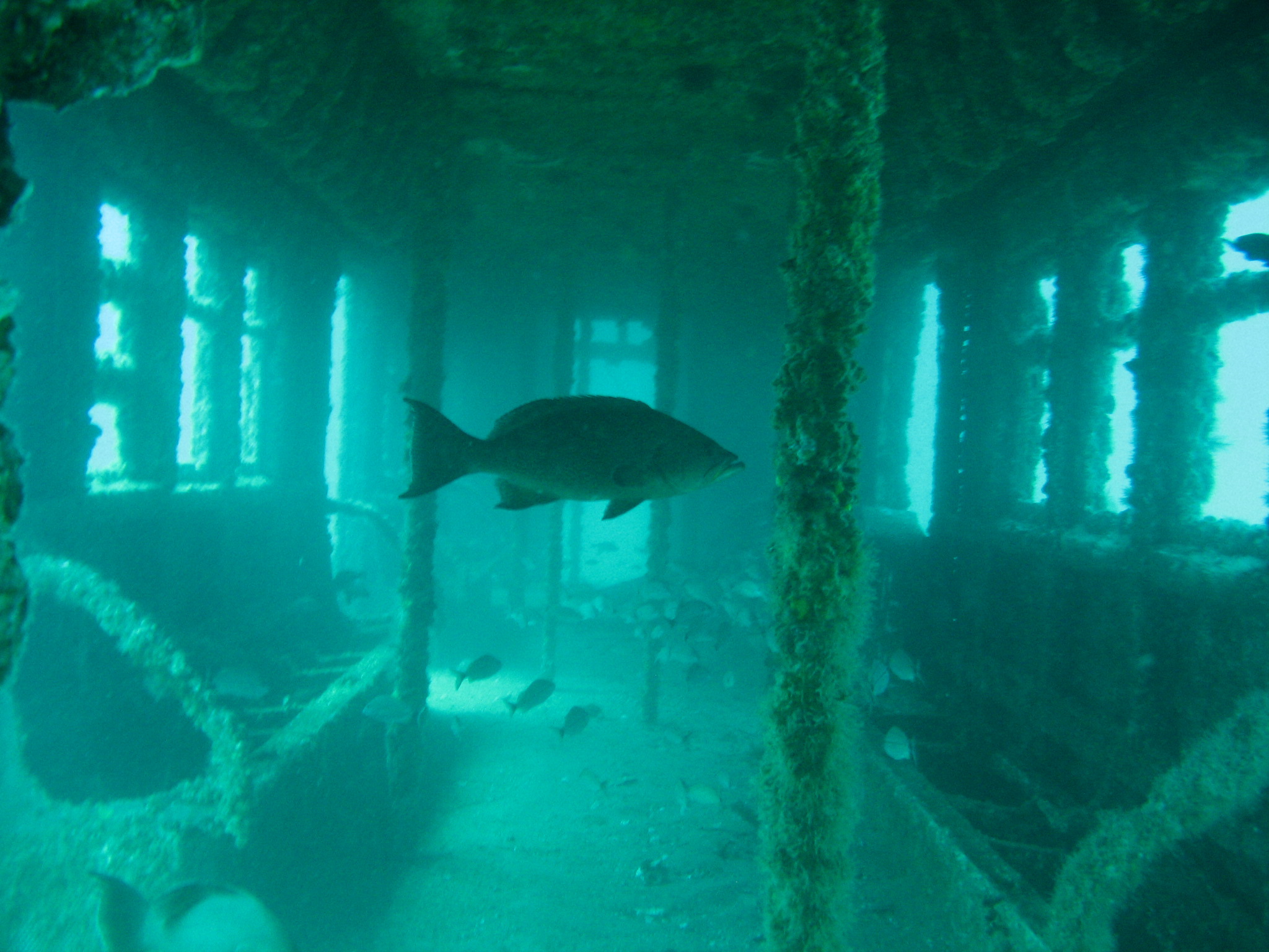 Myrtle beach scuba