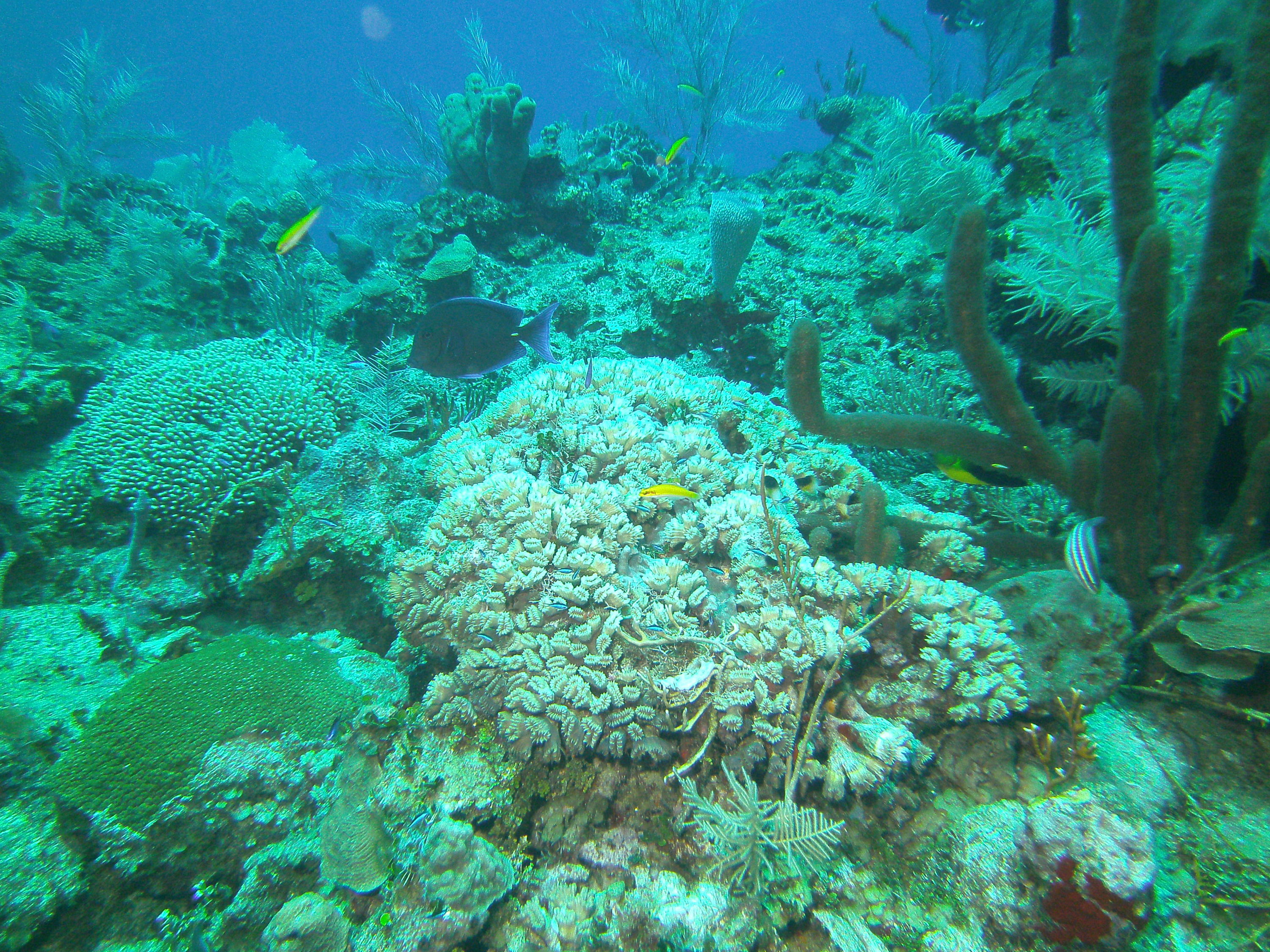 mystery bluefish on mystery coral