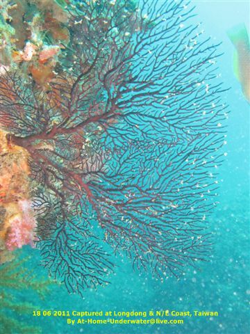 N/E coast Taiwan