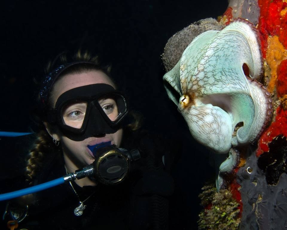 N2theBlue Scuba Diving -- Octopus