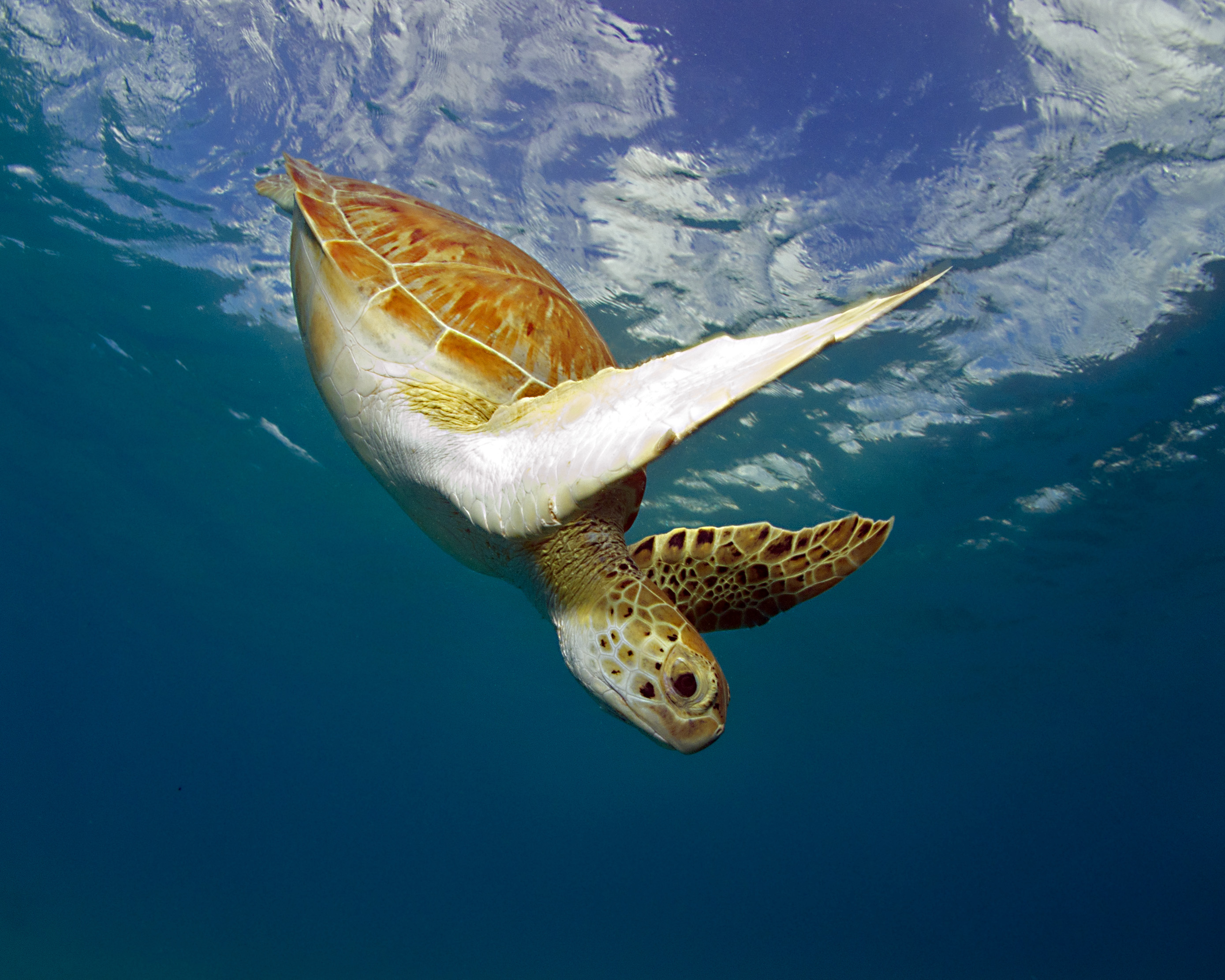 N2theBlue Scuba Diving -- Turtle