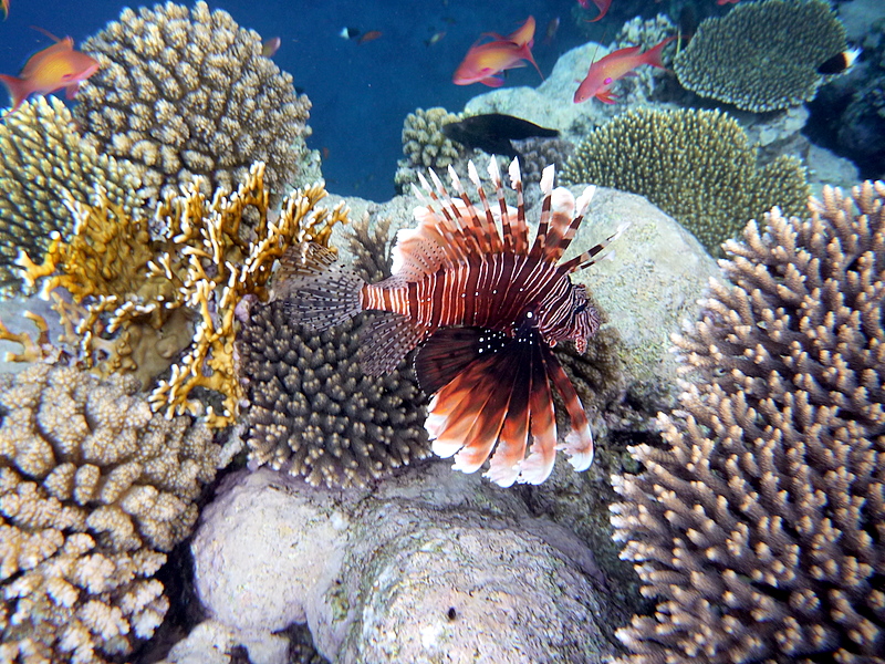 Nabq, Sharm el Sheikh, oct.2009, free diving, Panasonic DMC-FT1