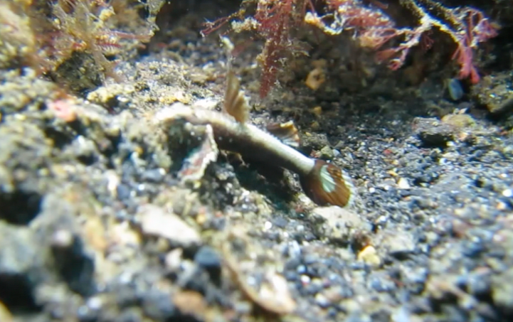 Name This Creepy Goby