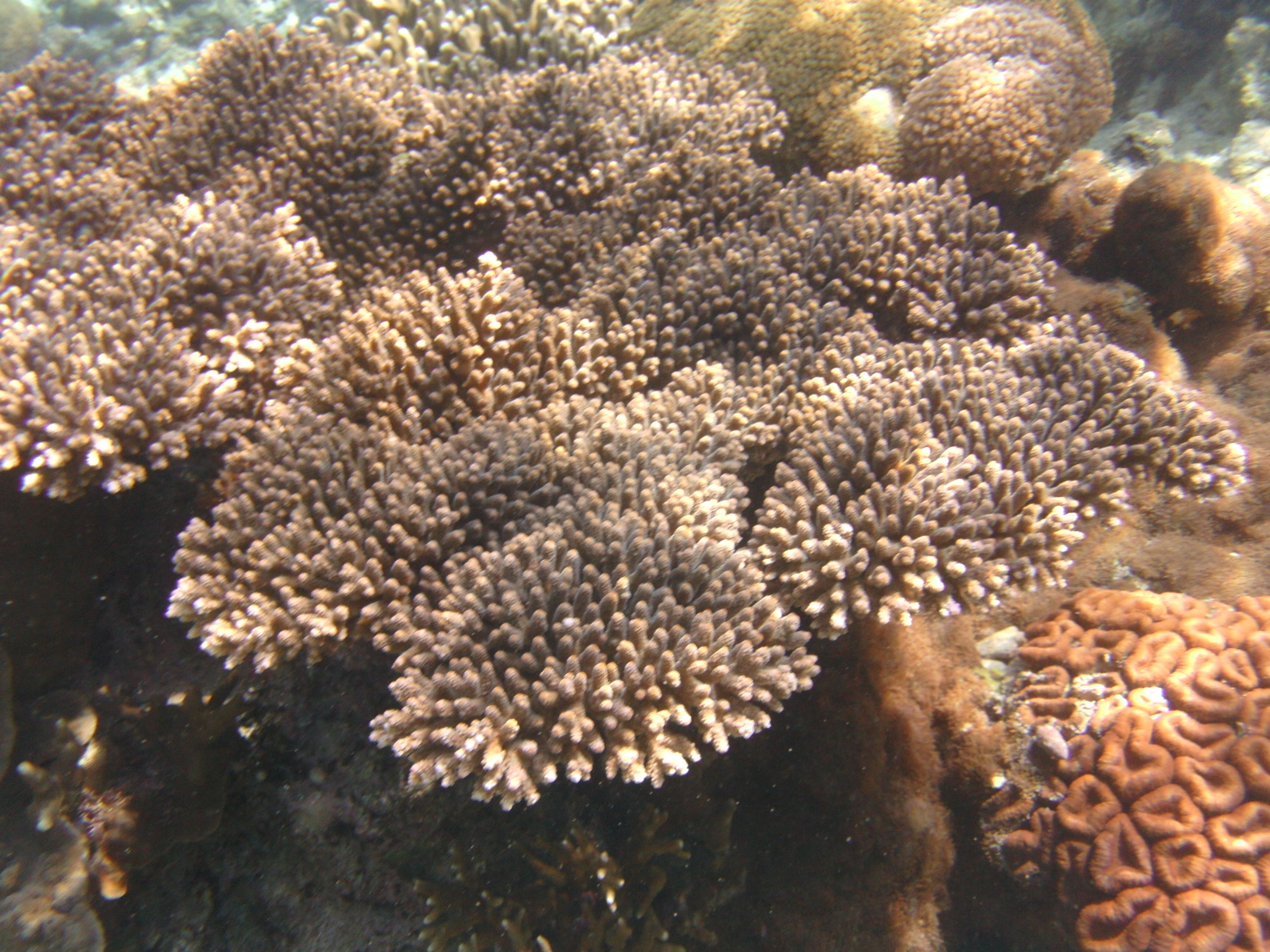 Napantao Coral