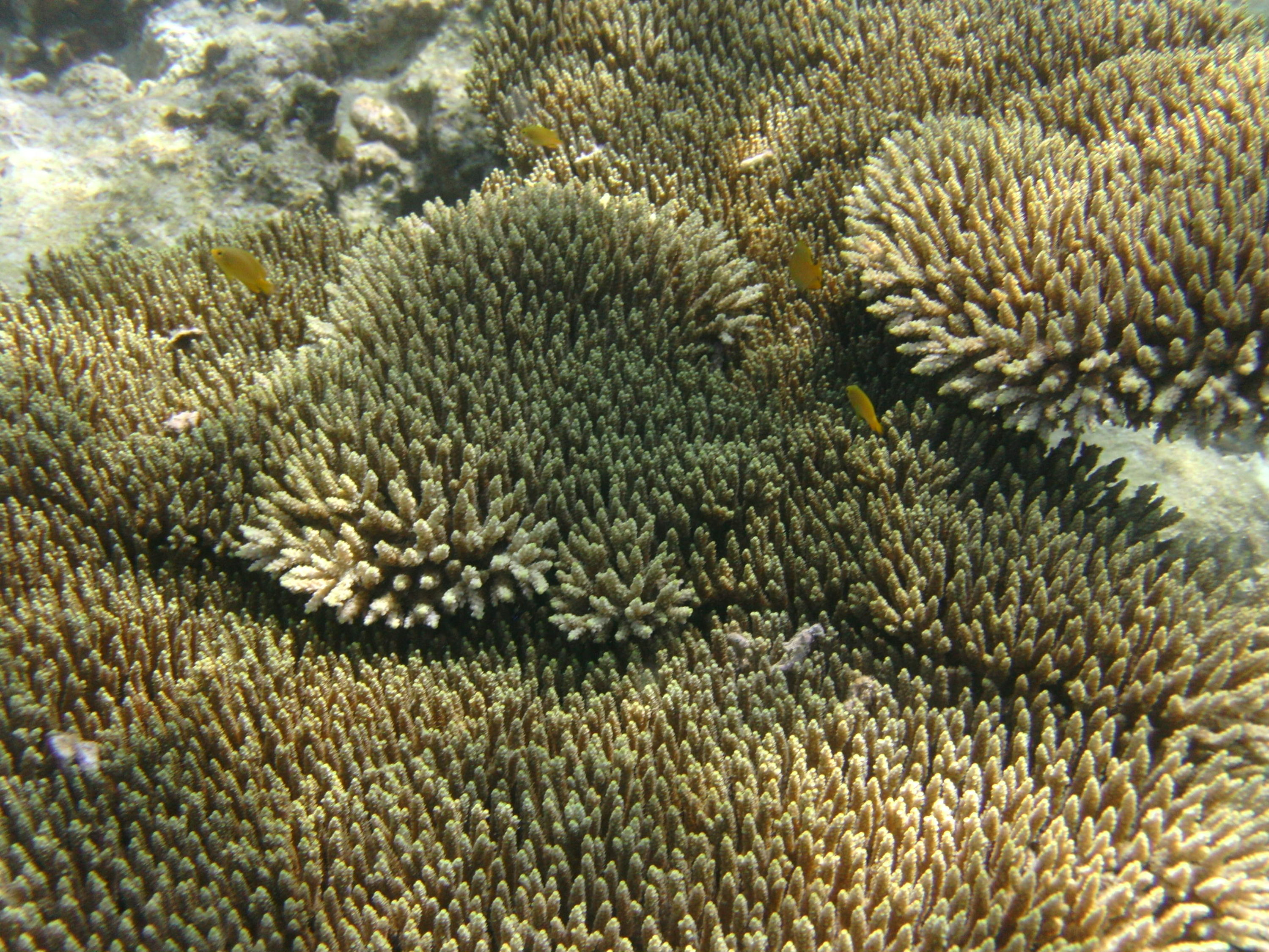 Napantao Coral