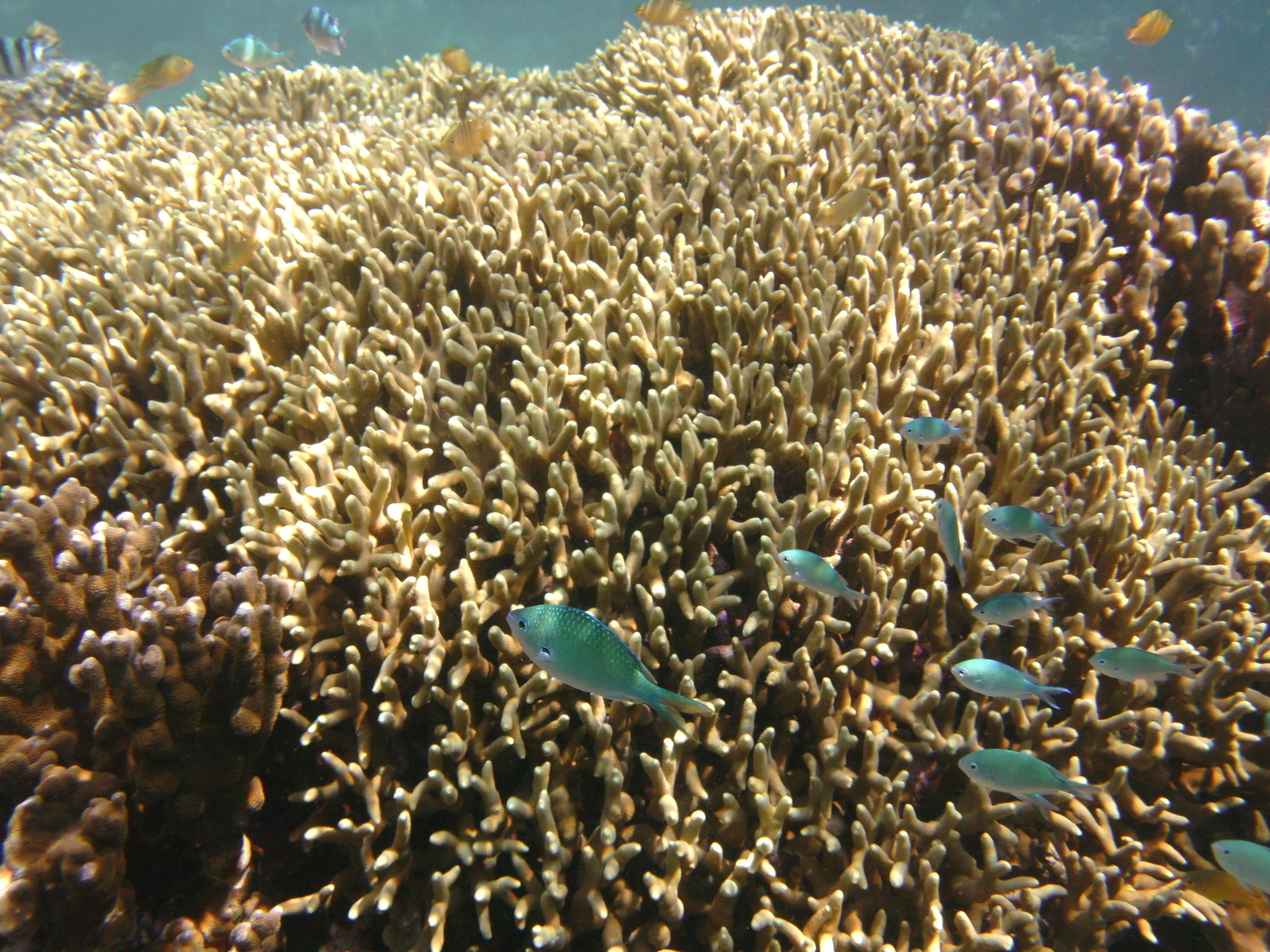 Napantao Coral