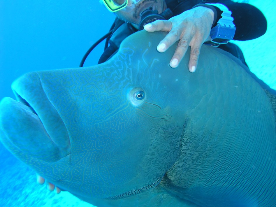 Napolean Wrasse at Blue Corner