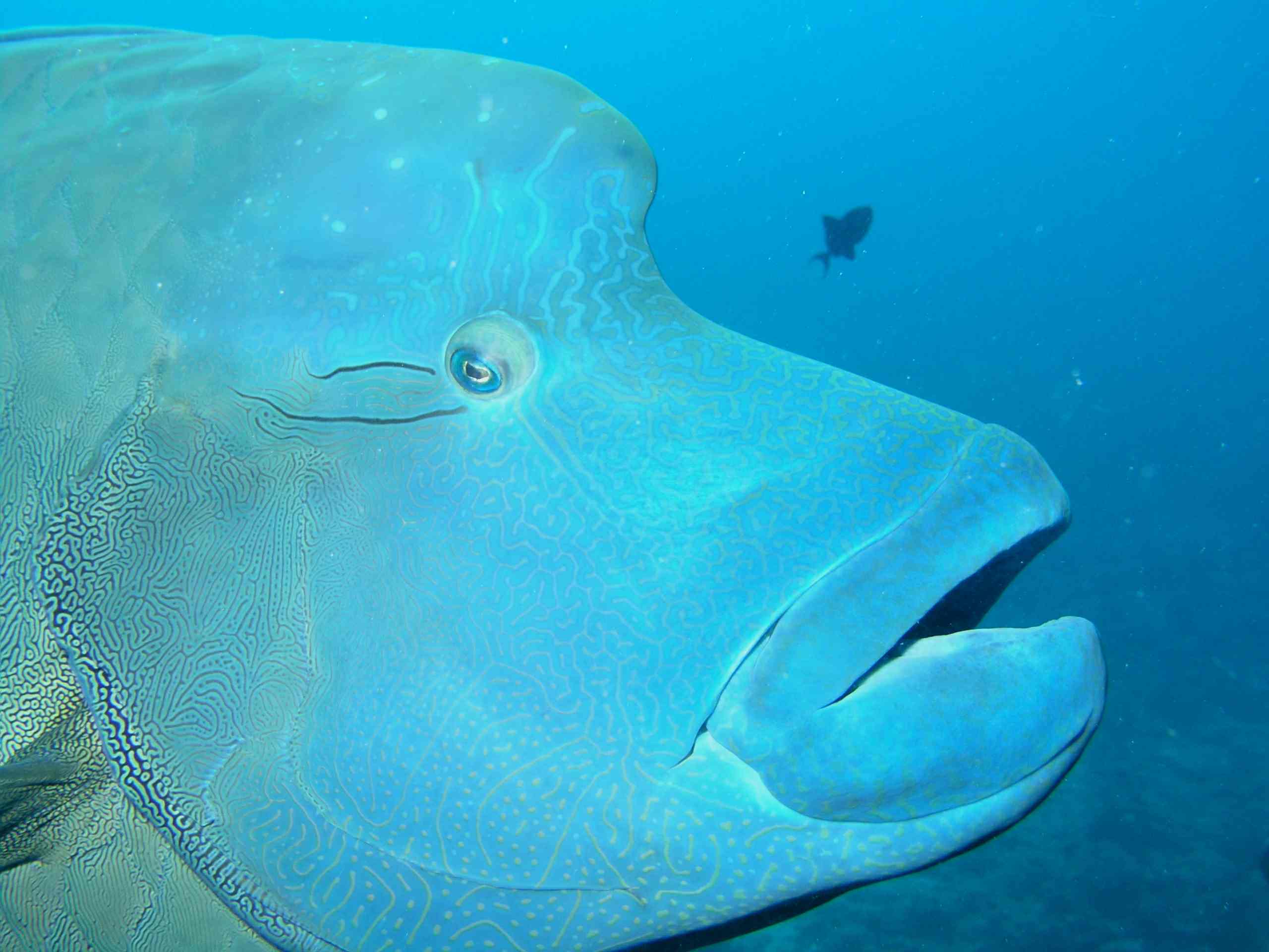 Napolean Wrasse - Sweetie