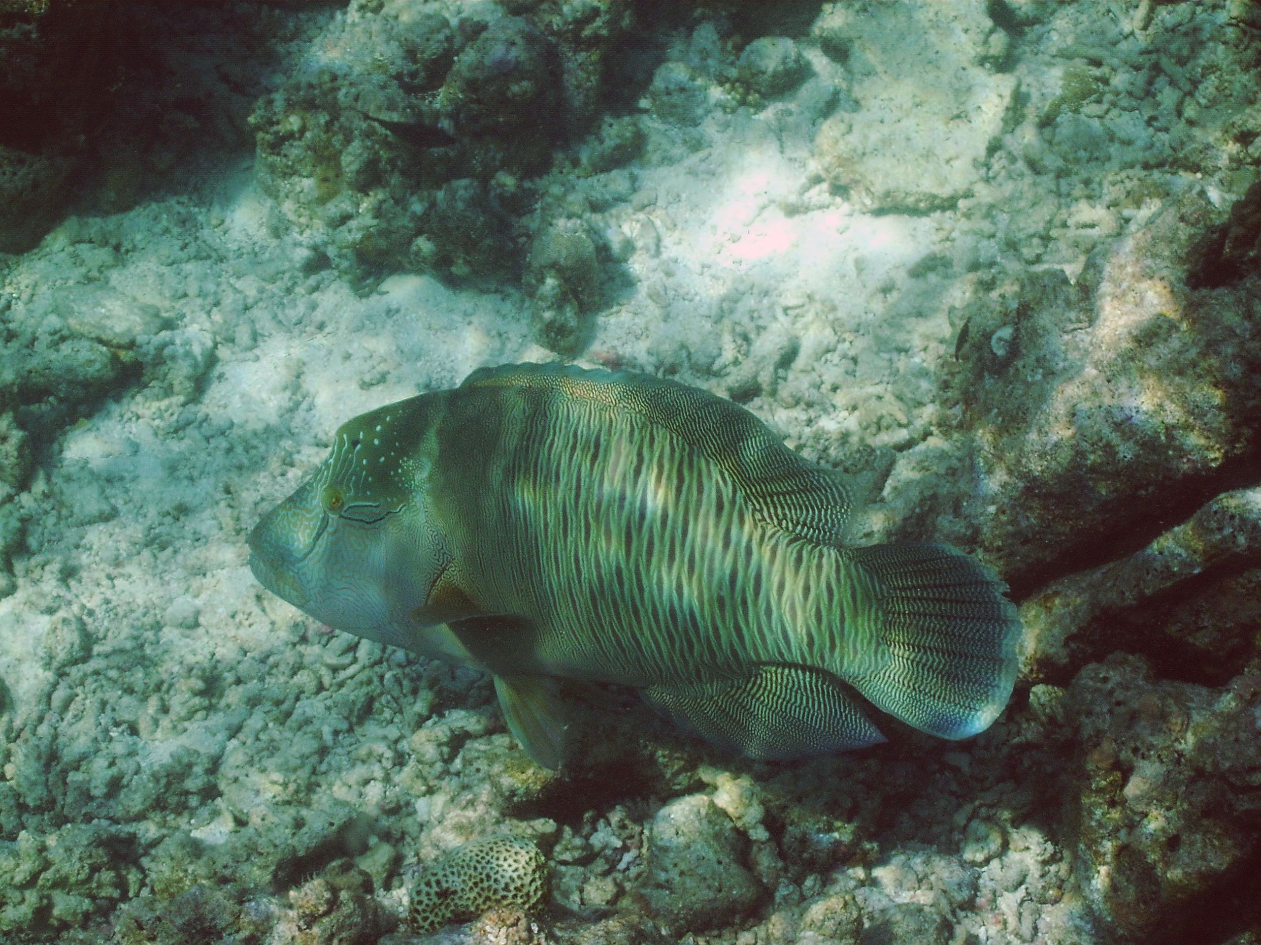 Napolean Wrasse