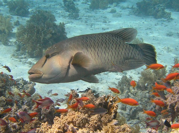 Napolean Wrasse