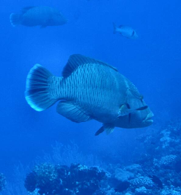 Napolean Wrasse