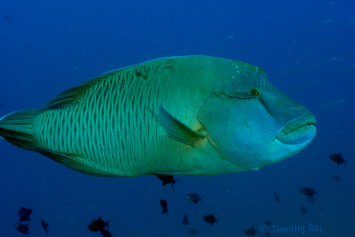 napolean_wrasse_1