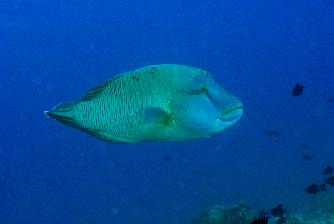 napolean_wrasse_2