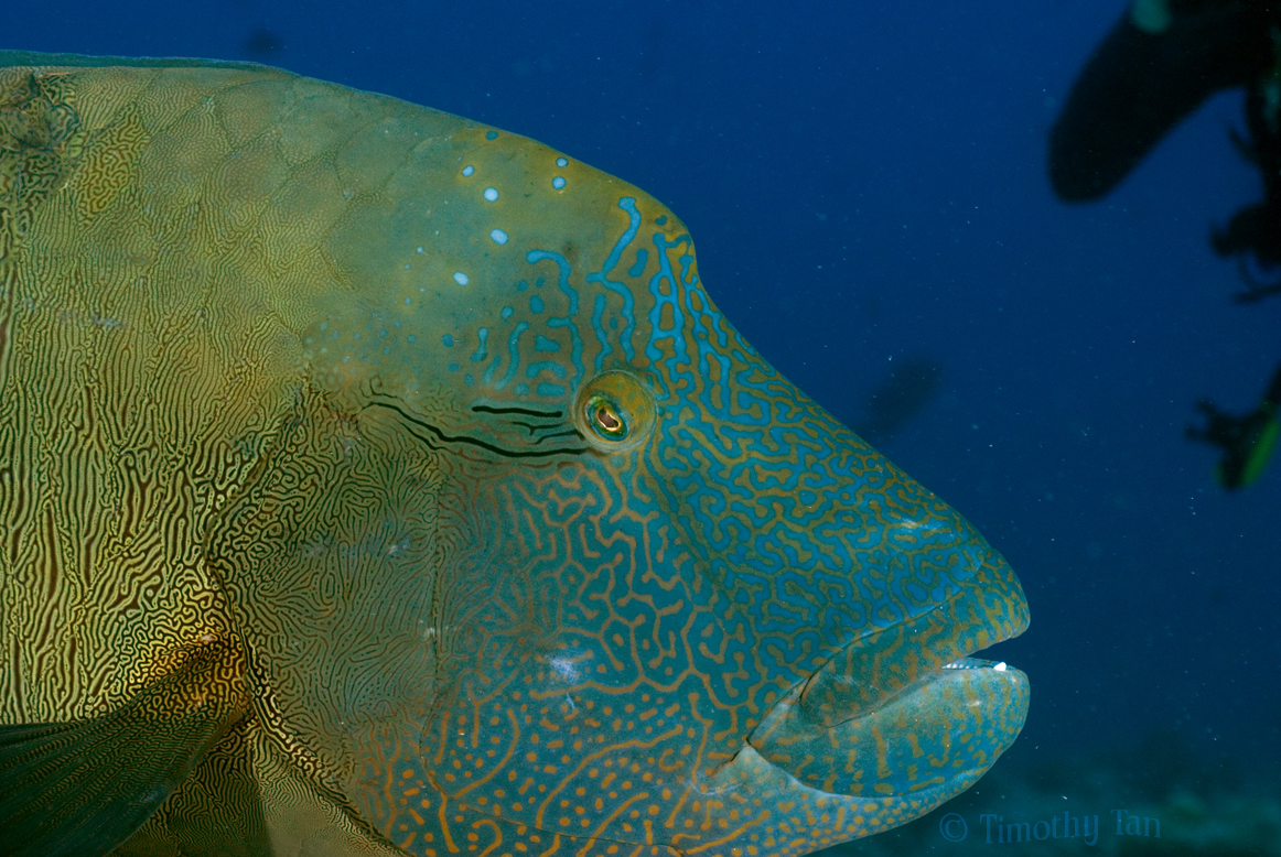 napolean_wrasse_3