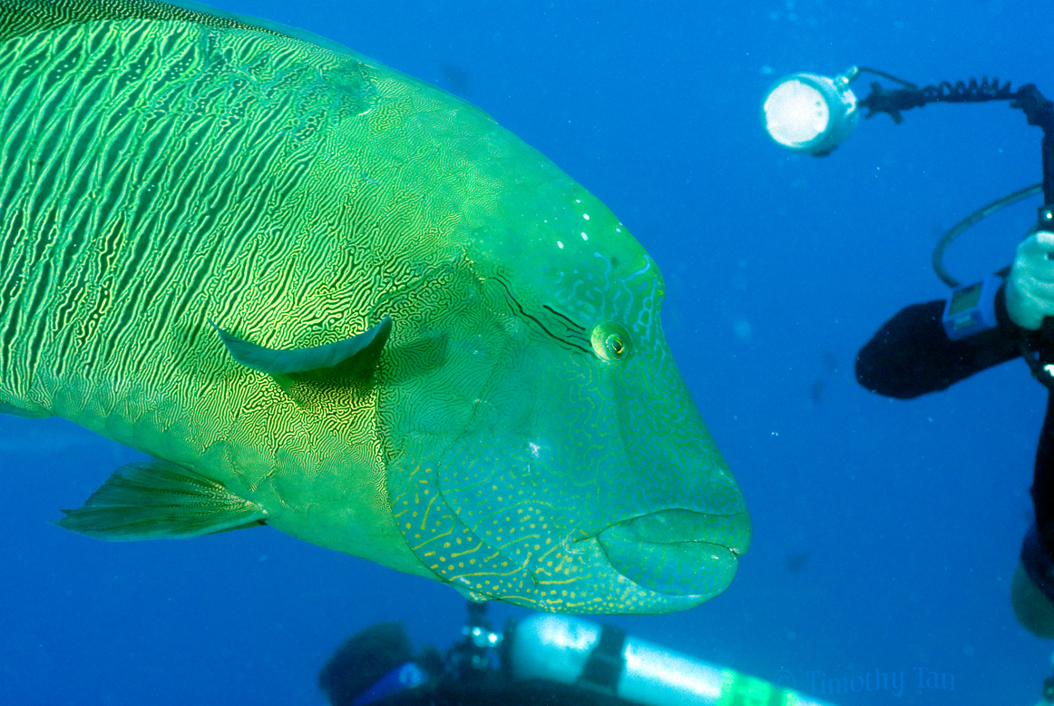 napolean_wrasse_4