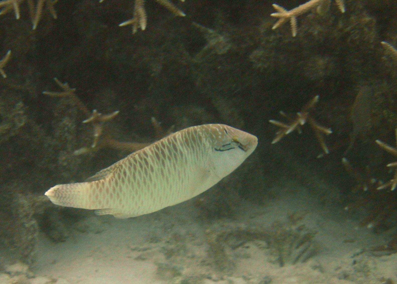 Napoleon (humphead) wrasse at Ypao Beach, Guam.