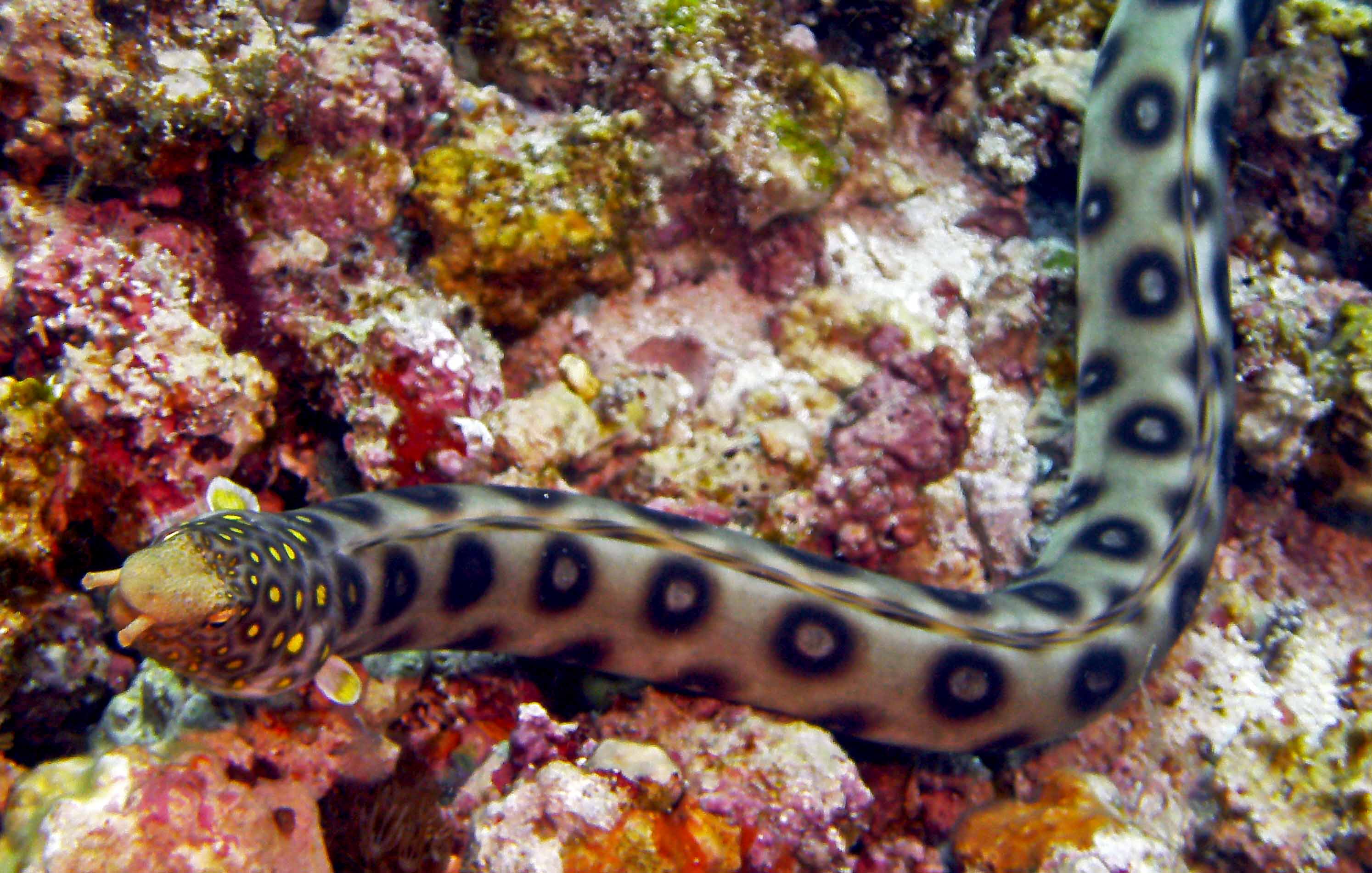 Napoleon Snake EEL