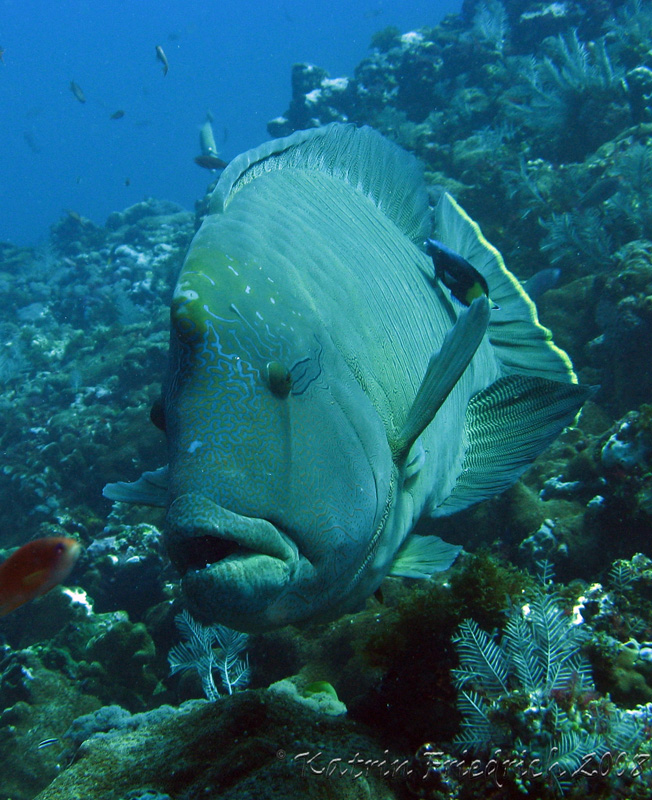 Napoleon wrasse