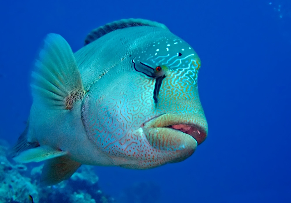 Napoleon wrasse