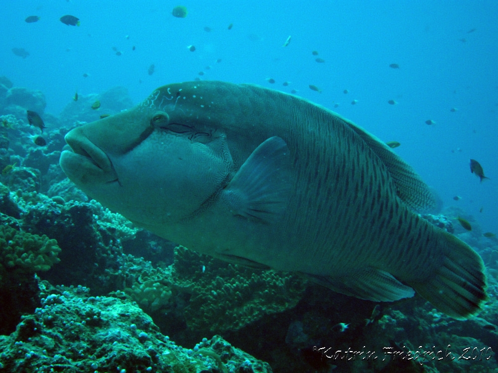 Napoleon wrasse