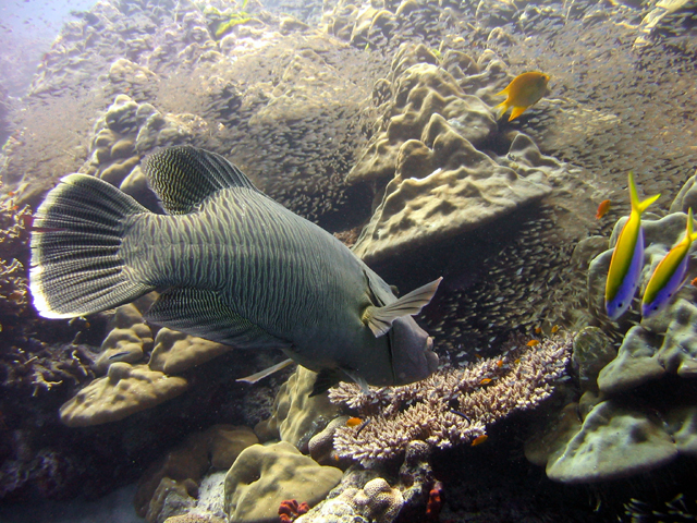 napoleon wrasse