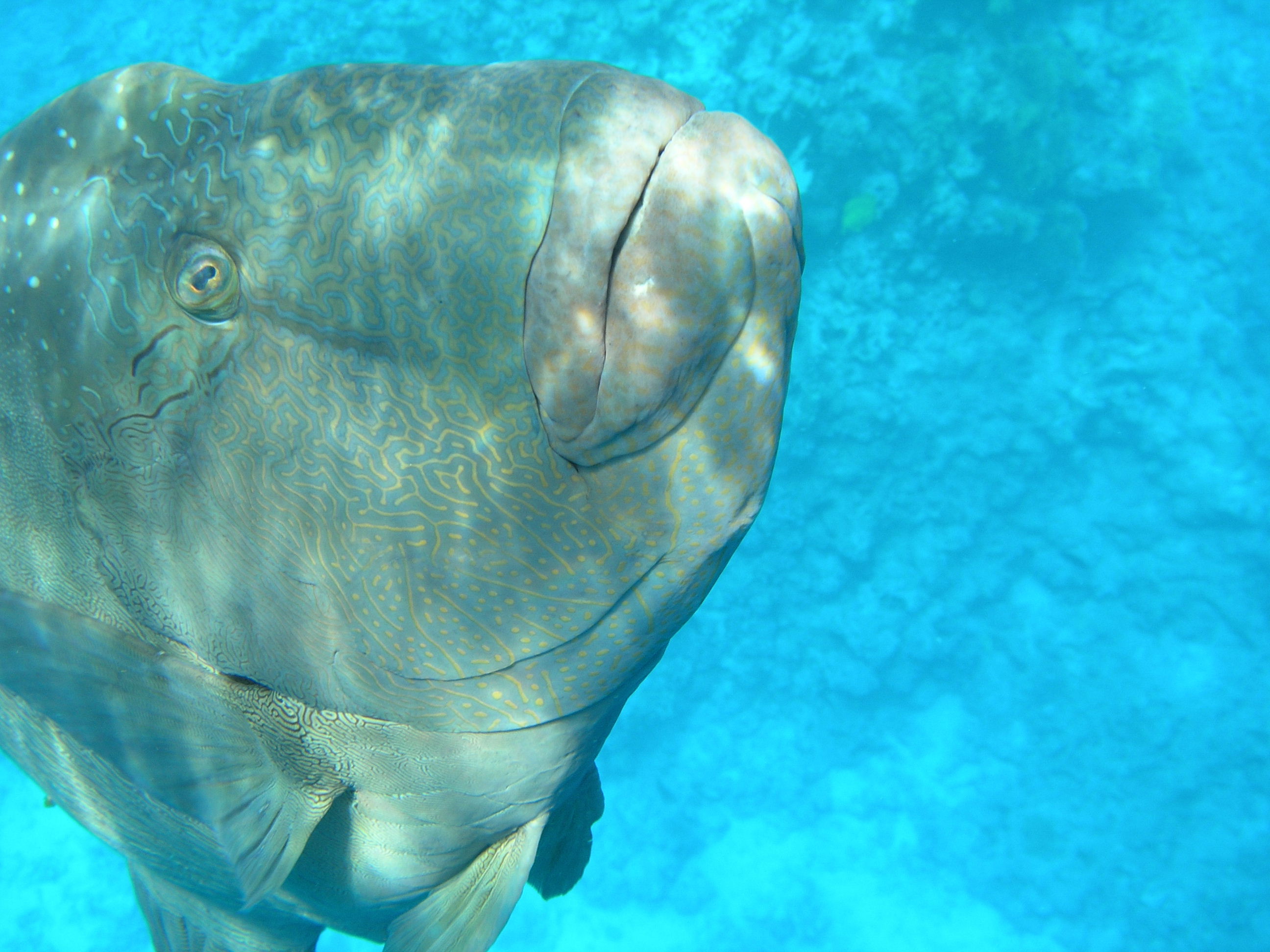 Napoleon Wrasse.