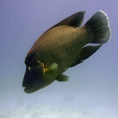 Napoleon_wrasse_2