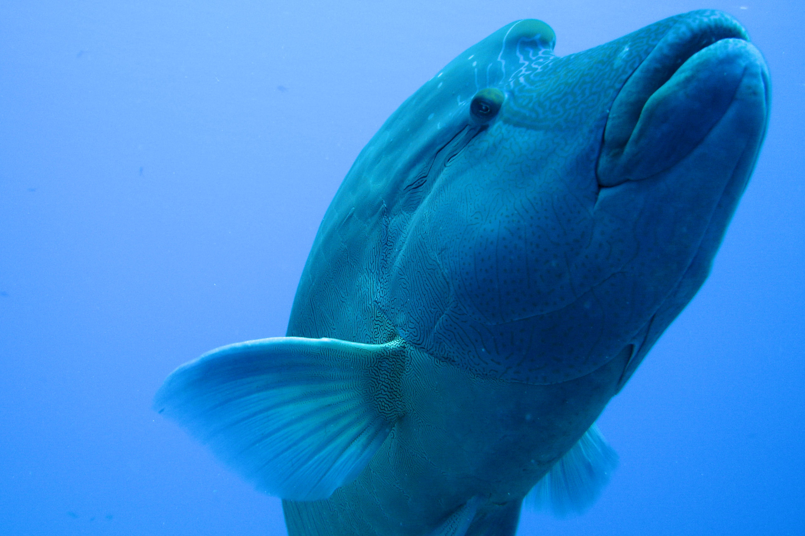 Napolian Rass Looking over my sholder in Palau