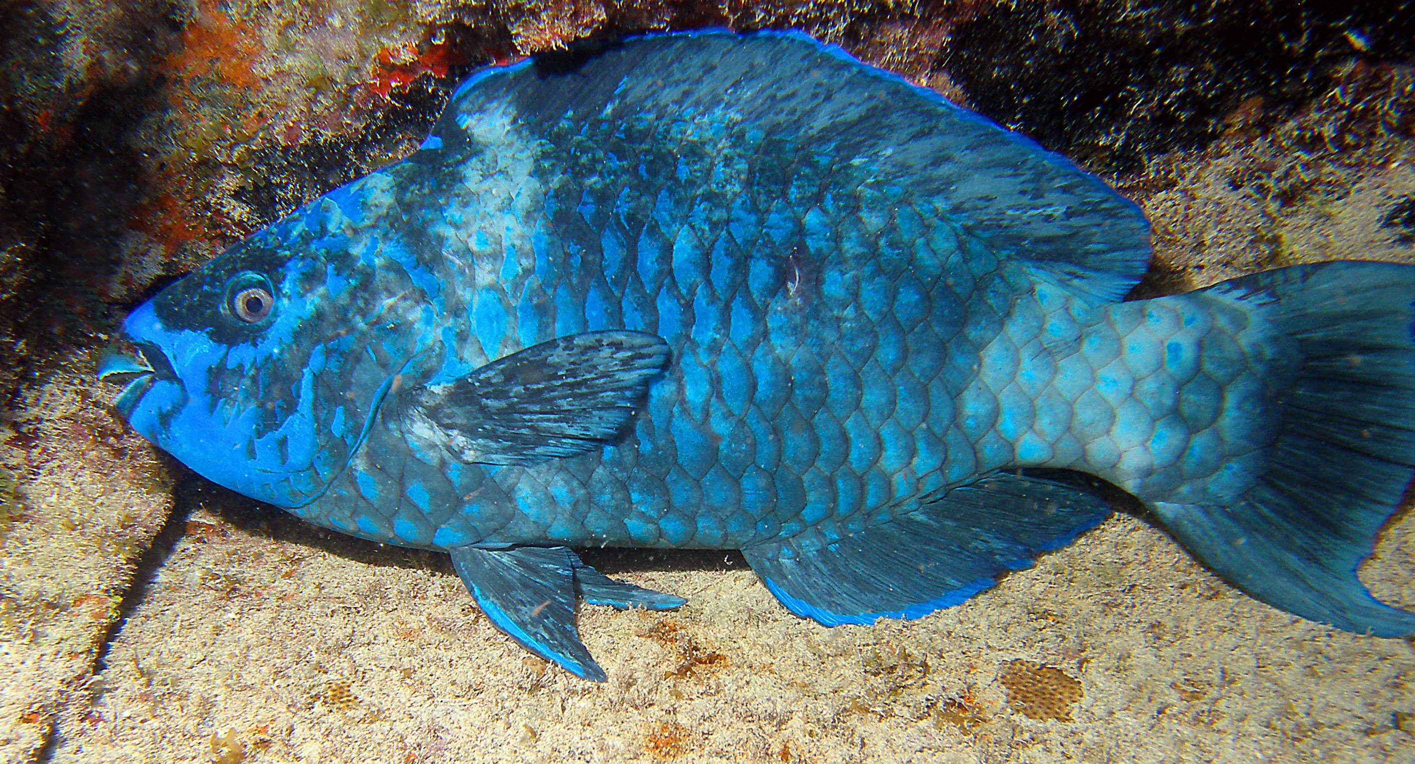 Napping Midnight Parrotfish