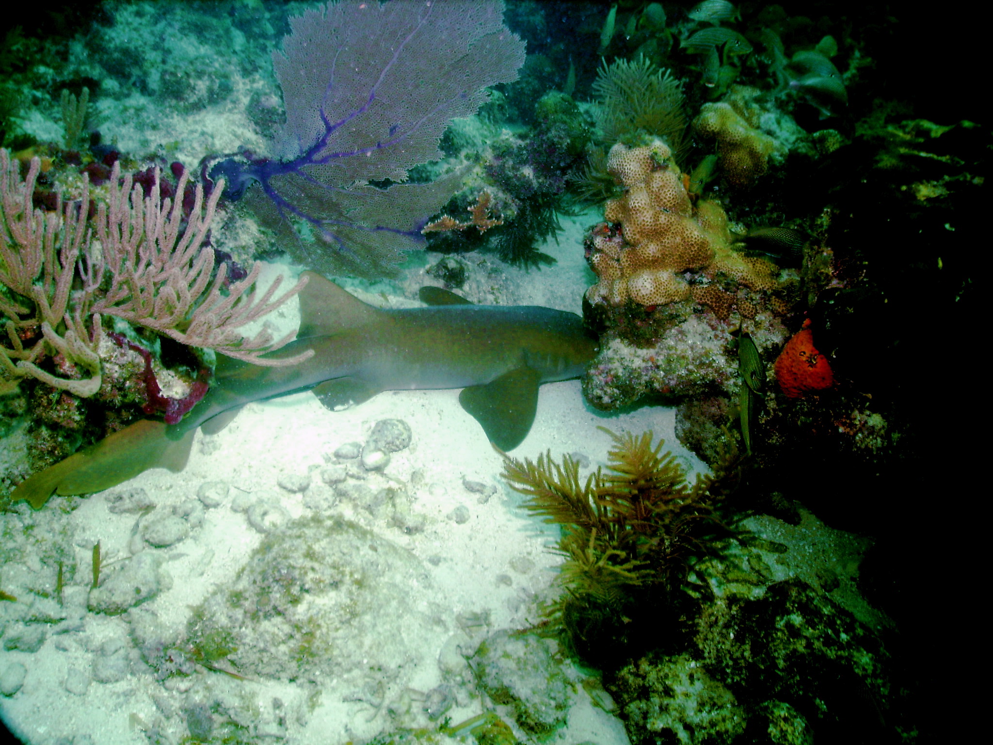 Napping Nurse Shark