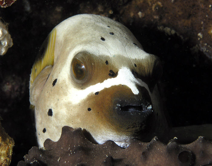 Napping Puffer