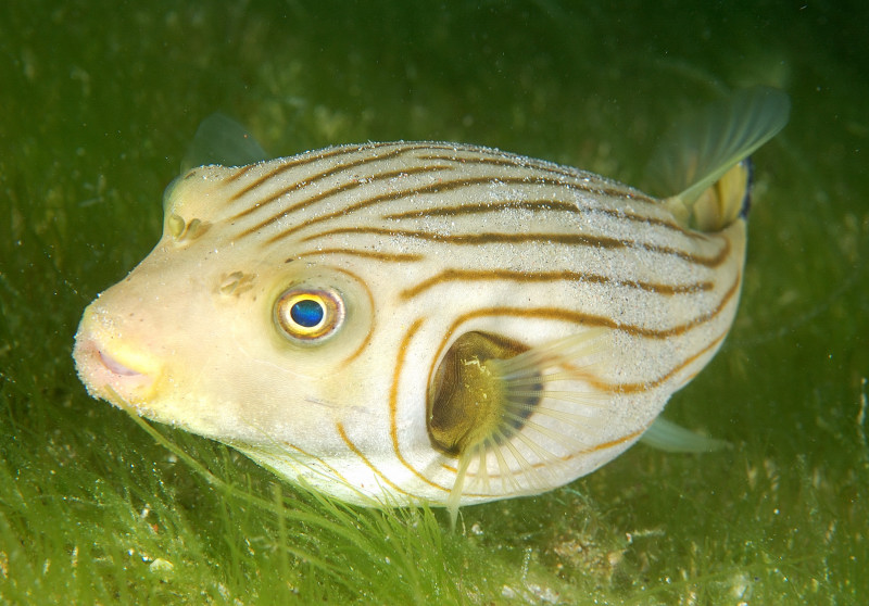 Narrow-Lined Puffer PG, Philippines